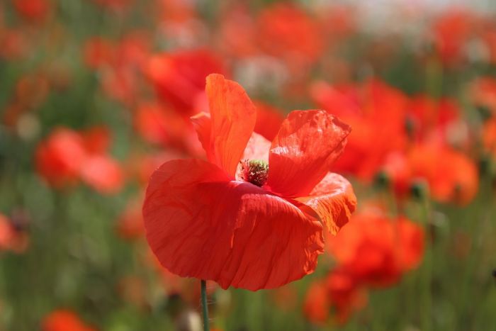 Mohn