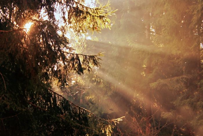 Waldlichtung