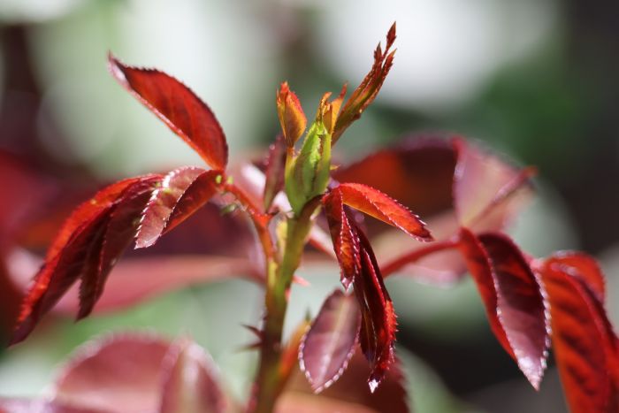 Rosenblätter