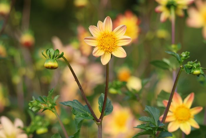 Dahlien und Knospen