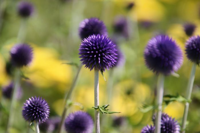 Kugeldistel Kugeldistel