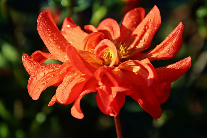 Dahlie mit Morgentau