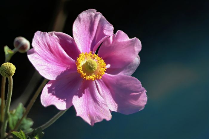 Blüte