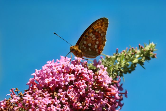 Schmetterling Schmetterling