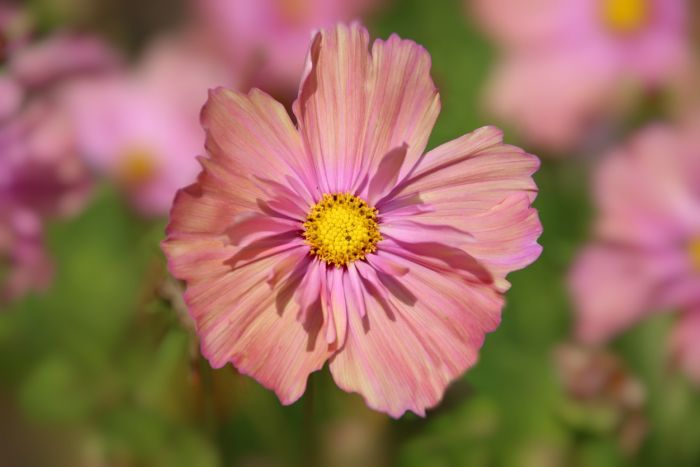 Cosmea
