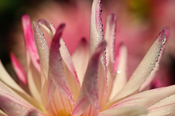 Blütenblätter mit Morgentau Blütenblätter mit Morgentau