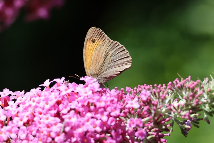 Schmetterling