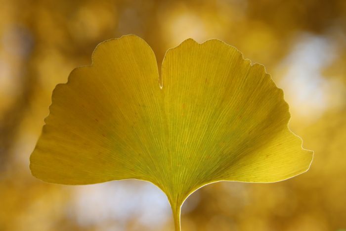 Ginkgo