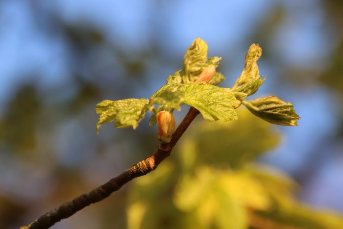 Knospen