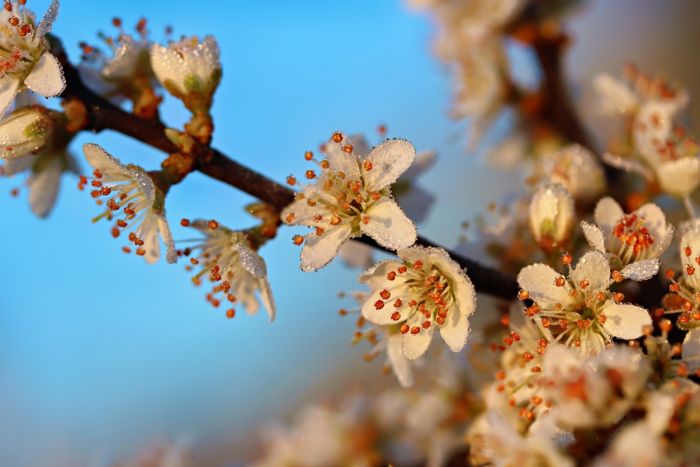 Blütenzweig mit Morgentau