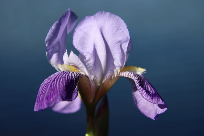 Iris