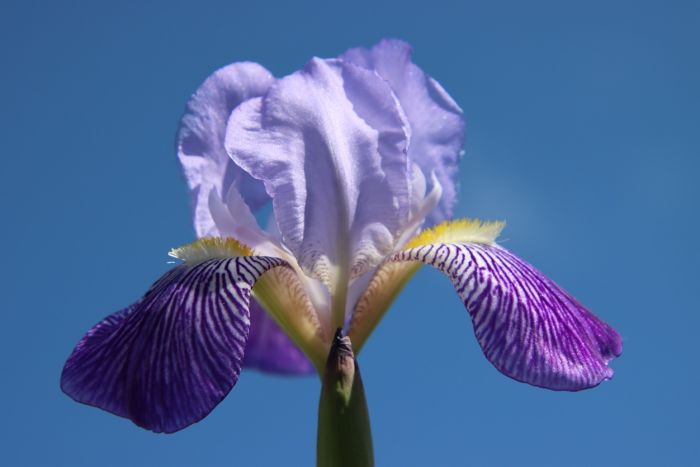 Iris