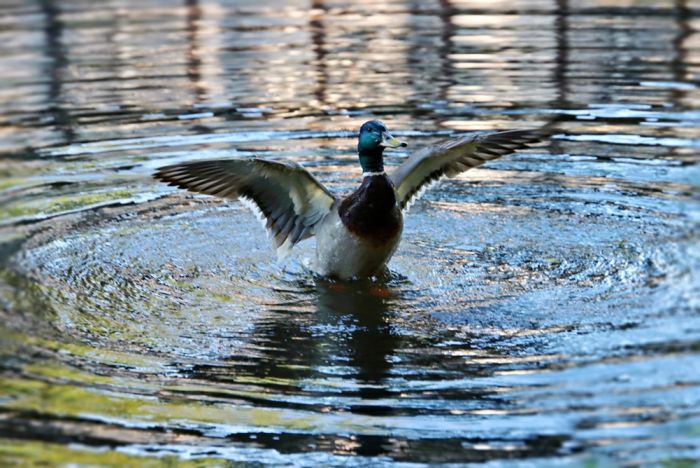 Ente Ente