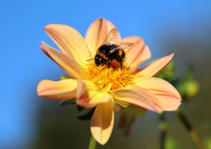 Hummel
