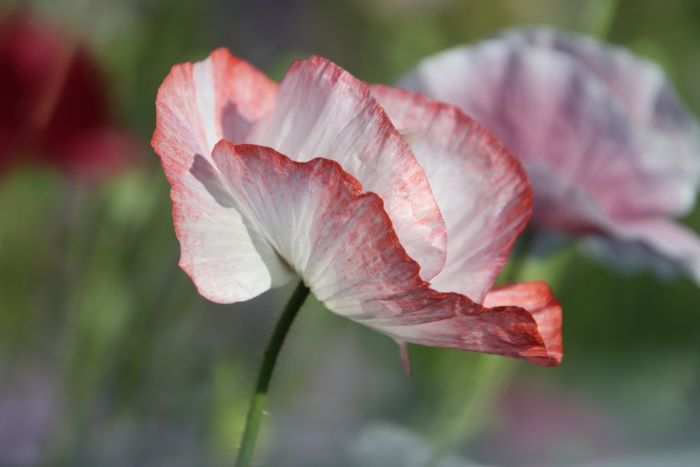 Mohn