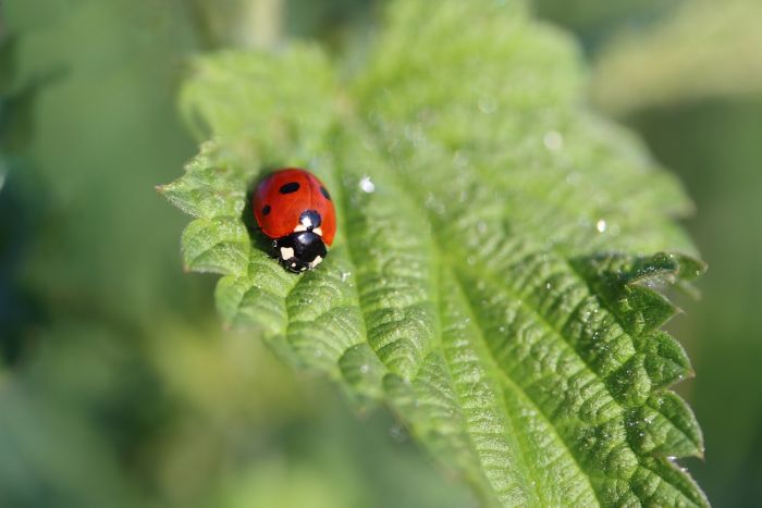 Marienkäfer
