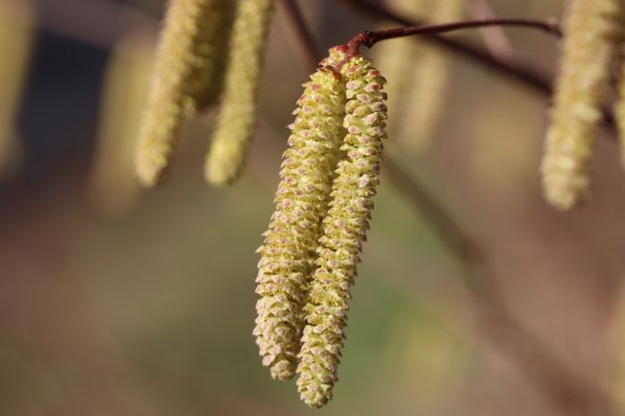 Haselnussblüten