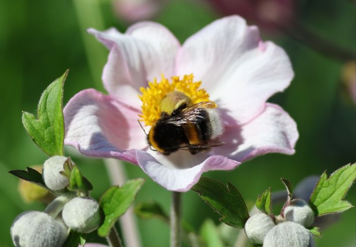Hummel