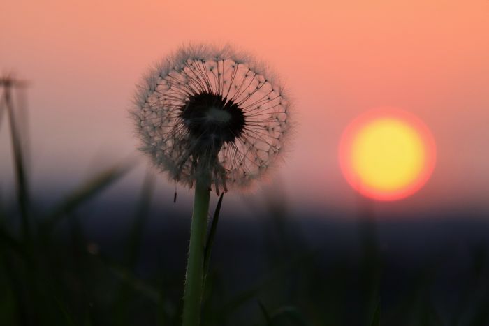Löwenzahn Löwenzahn