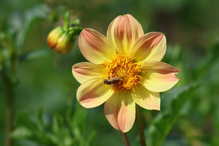 Dahlie und Besuch