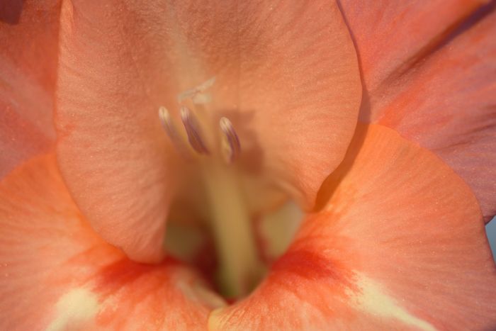 Blüte