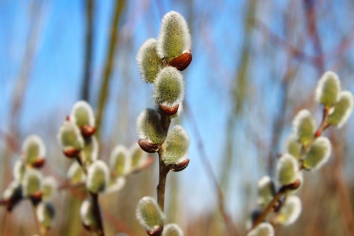 Weidenkätzchen