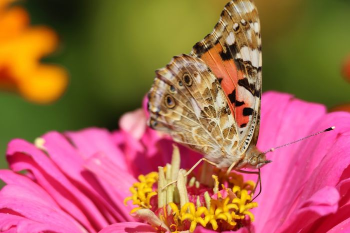 Schmetterling