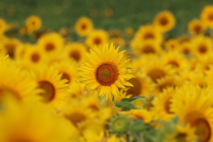Sonnenblumen