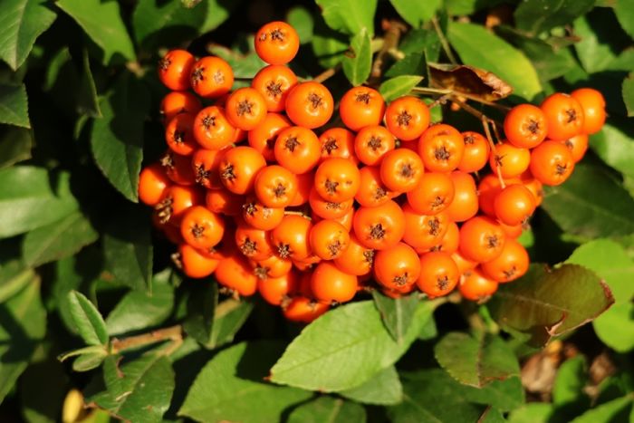 Beeren