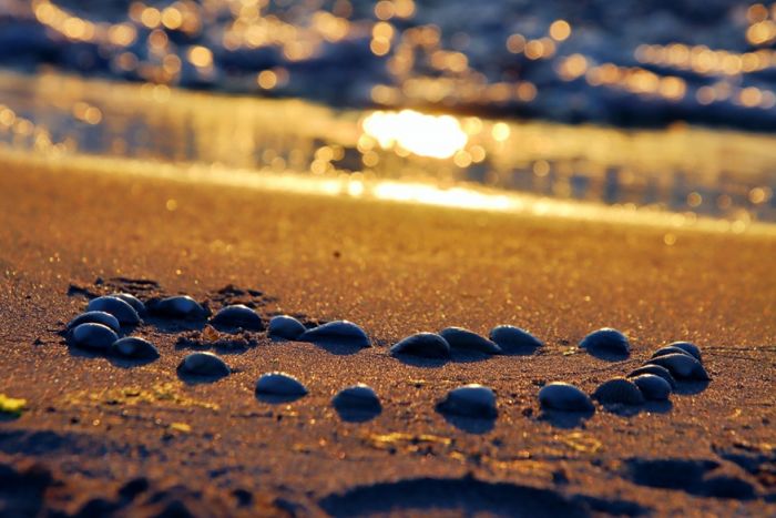 Muschelan am Strand Muschelan am Strand