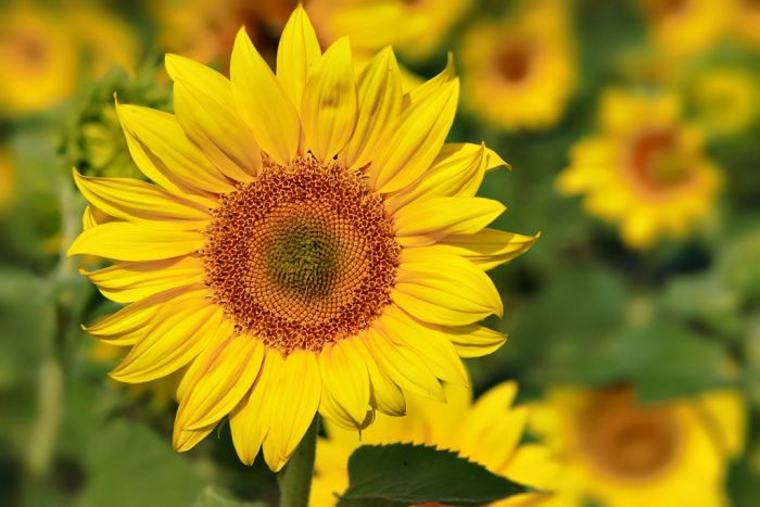 Sonnenblume Sonnenblume