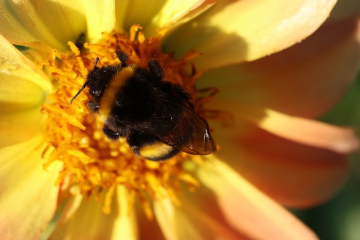 Hummel