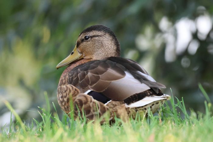 Ente
