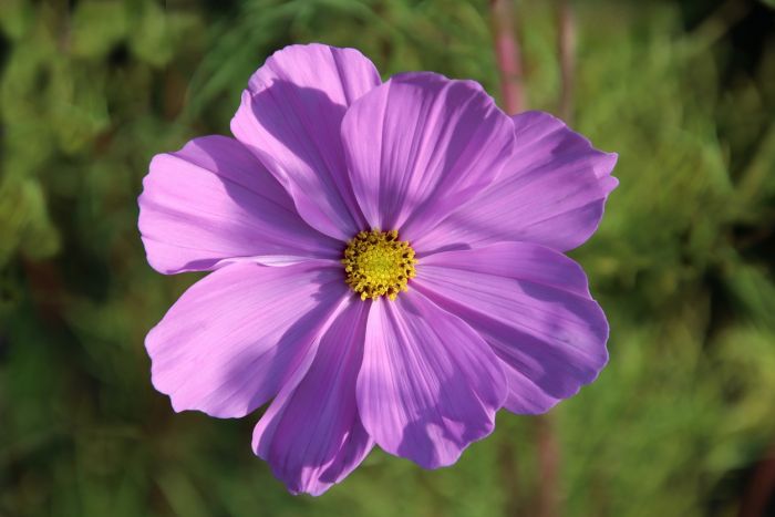 Cosmea