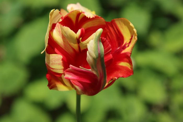 Beschwingte Tulpenimpressionen