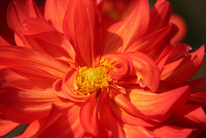 Dahlie