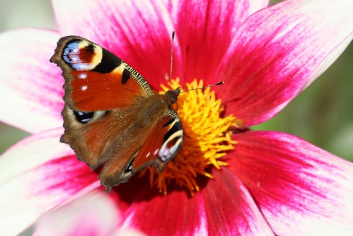 Schmetterling