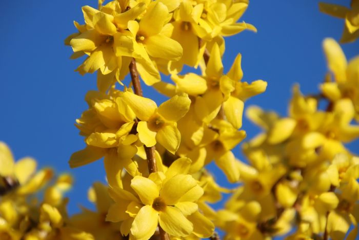 Forsythie
