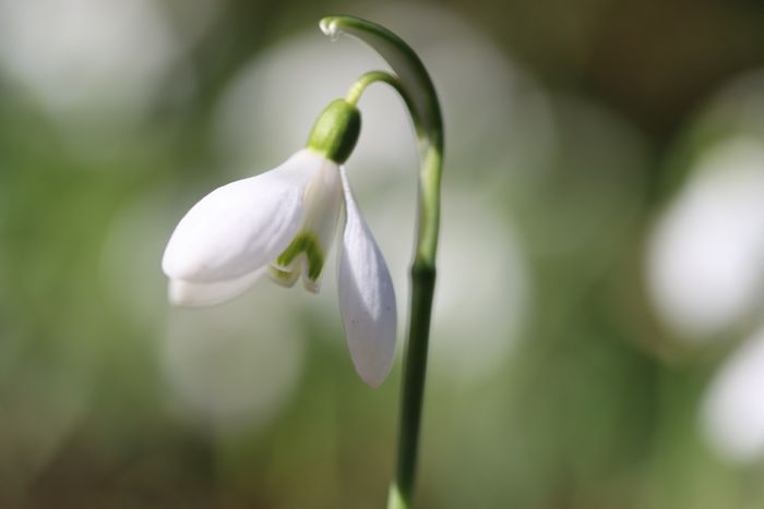 Schneeglöckchen