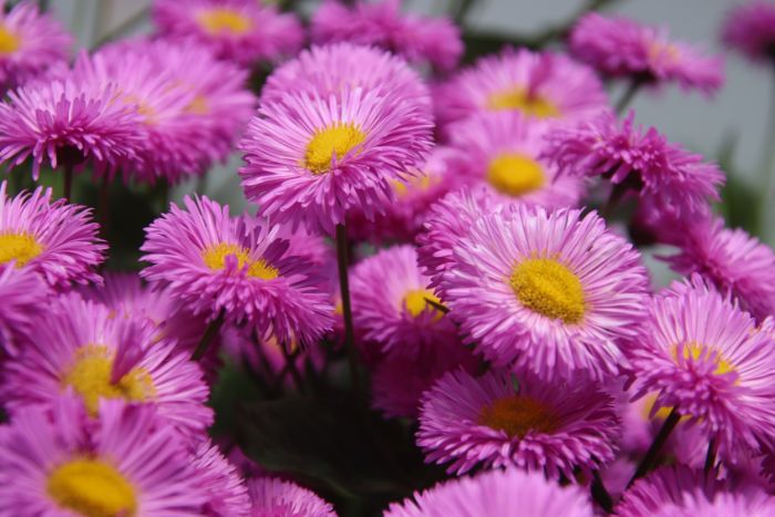 Sommerblumen