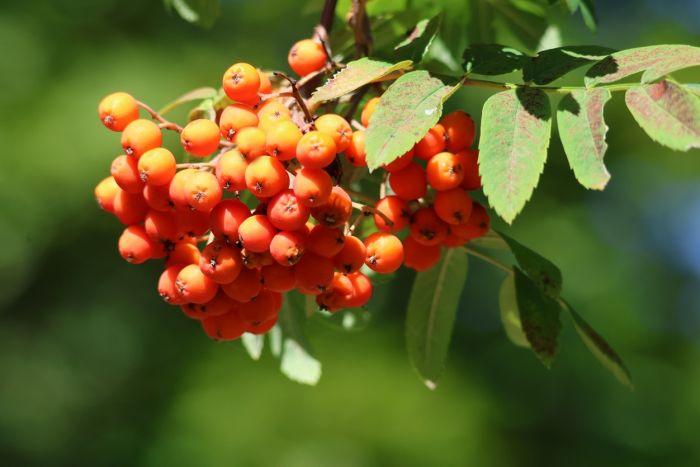 Beeren