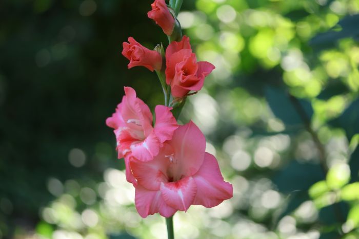 Gladiole