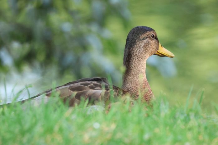 Ente