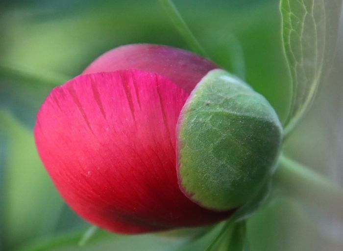 Knospe einer Pfingstrose