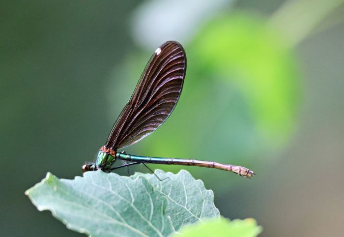 Libelle