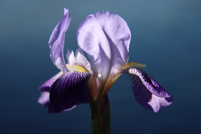Iris