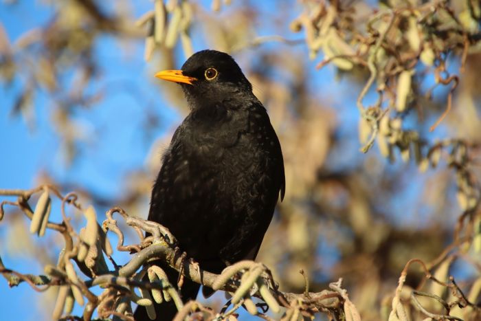 Amsel