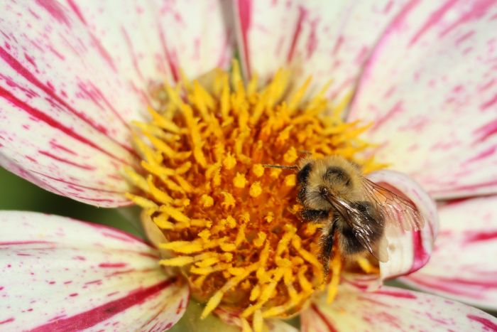 Hummel