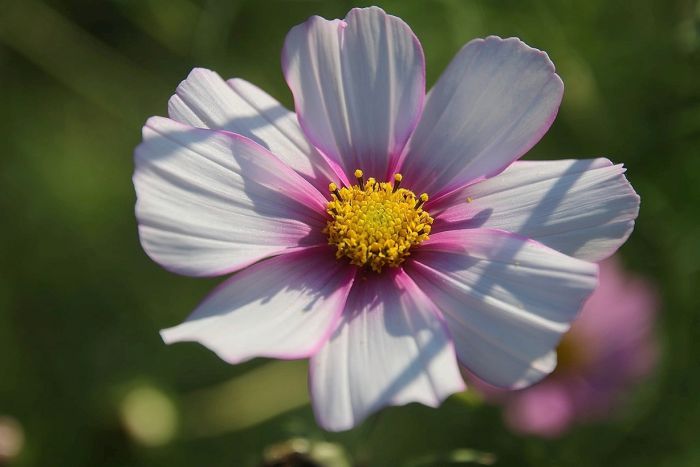 Cosmea