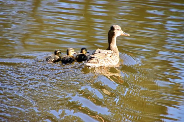 Enten